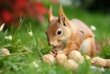 Curious Squirrel In Grass With Nutcracker And Nut