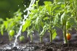 closeup of tomato plants being watered