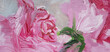 Two pink roses hand painted texture. Blooms with sepal closeup. Original oil painting.
