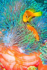 Wall Mural - Blackfinned Anemonefish, Amphiprion nigripes, Magnificent Sea Anemone, Heteractis magnifica, Coral Reef, South Ari Atoll, Maldives, Indian Ocean, Asia