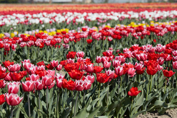 Wall Mural - tulip field with flowers in red, pink, white and yellow colors in spring sunlight