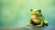 Green frog on the pastel background.
