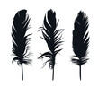The silhouettes of bird feather. 