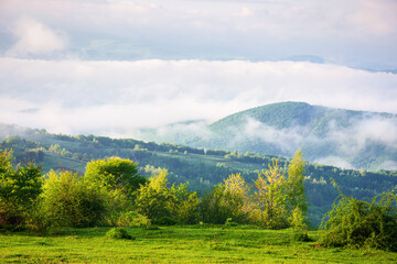 Wall Mural - carpathian countryside on a foggy morning. mountainous scenery with grassy meadows and misty valley in spring. clouds above the mountains