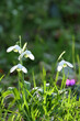© Maksim Mikhailov - snowdrops in spring