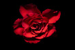 Close-up of red rose blooming with black backround
