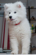 Portrait of a restless Samoyed puppy