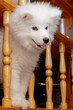 A funny Samoyed puppy watches what is happening, sticking his head between the balusters of a shelf in the office