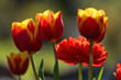 Orange rote Tulpen im Sonnenschein Close-Up