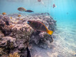 Close up view of Hipposcarus longiceps or Longnose Parrotfish (Hipposcarus Harid) at coral reef..