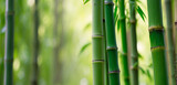 Fototapeta Sypialnia - Close up of green bamboo forest background with copy space, spa and zen banner design