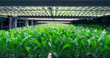 Wall Mural - Spinach Leaves Mass Production in a Controlled Environment at a Modern Vertical Farm. Automated Hydroponics Facility with Air Temperature, Light, Water, Humidity Levels Regulated for Optimal Growth