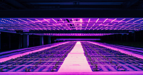 Wall Mural - Vertical Farming Rack with Green Crops Growing in a Hydroponics System. LED Lamps Producing Ultraviolet Artificial Sunlight. Modern Agriculture Technology with Efficient Use of Renewable Energy.