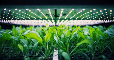 Wall Mural - Spinach Leaves Mass Production in a Controlled Environment at Modern Vertical Farm. Automated Hydroponics Facility with Air Temperature, Light, Water, Humidity Levels Regulated for Optimal Growth