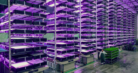 Wall Mural - Aerial Shot at a Big Vertical Farm with Multiple Rows and Layers of Produce. Facility Workers Towing a Rack with Fresh Green Vegetable Leaves. Farmers Preparing Crops for Wholesale