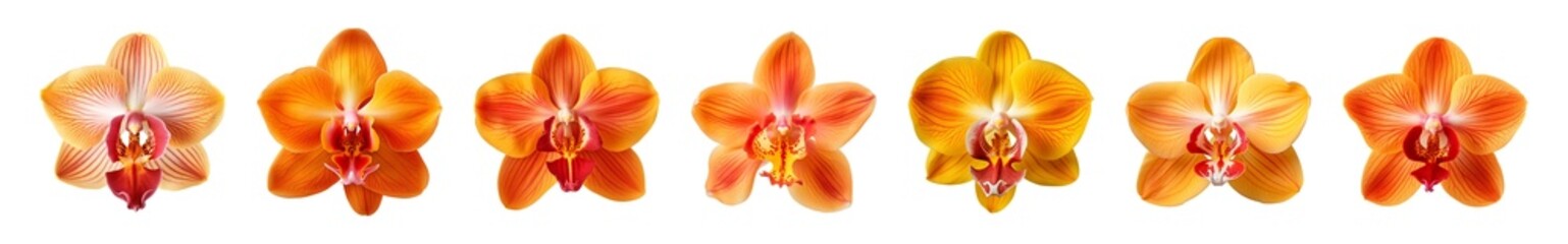 Wall Mural - Collection of orange orchid flowers on a transparent background, PNG, top view