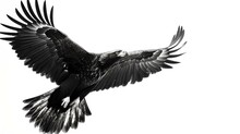 Majestic Black And White Eagle In Flight Captured In Still Motion, Showcasing Power And Grace. Perfect For Nature Themes. AI