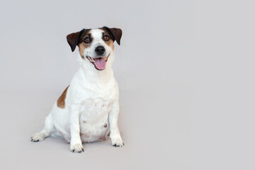 Wall Mural - Pregnant Dog Isolated on Gray