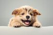 A cute puppy holding space for text with its paws. This adorable and charming image conveys a sense of playfulness and innocence, making it perfect for greeting cards, advertisements, or social media 
