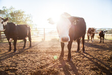 Backlit Cattle In Dusty Australian Stockyard On Aussie Farm