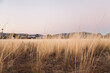 © Austockphoto - Tall grass clumps in farm paddock at dusk