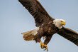 close up of American bald eagle flying