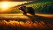 Bear in the sunset animal nature brown wildlife mammal wild brown bear water. Bear in the sunset grizzly Alaska fur forest animals black bear dog river zoo carnivore black.
