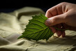 Close up of a man's hand holding a leaf on a green fabric
