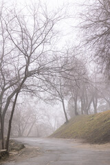 Wall Mural - Foggy road in the forest