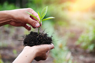 Young plant in man's hand. Hands Planting a Young Tree on a natural background with sunlight effect. Green World Earth Day concept