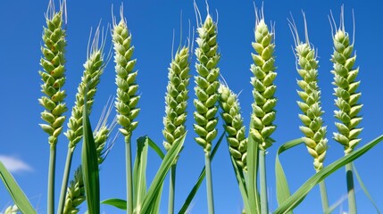 Wall Mural - Sunlit wheat plantation abstract background in a vibrant summer agricultural landscape.