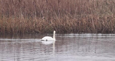 Wall Mural - Mute swan (Cygnus olor) on a lake, 4K Video.