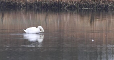 Wall Mural - Mute swan (Cygnus olor) on a lake, 4K Video.