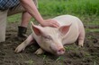 farmer scratching a pigs belly as it lies content