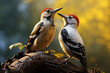Great spotted woodpecker (Dendrocopos major) male and female