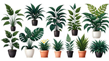 plants in pots. vector collection of plants on white background. Collection trendy plants and nature homemade flowers in pot interior decoration in flat style. Vector illustration on white background