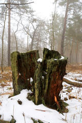 Wall Mural - old dead wooden stump in forest