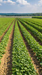 view of soybean farm agricultural field against nature
