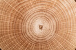 Stump of tree felled - section of the trunk with annual rings. Slice wood. Wood texture on a tree cut.