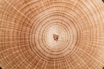 Wall Mural - Stump of tree felled - section of the trunk with annual rings. Slice wood. Wood texture on a tree cut.