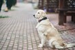 © Dima Anikin - Golden Labrador Retriever with a collar sitting on the street. Close-up