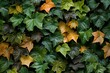 An arrangement of ivy leaves in different green and brown shades dispersing organically. Generative AI