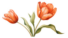 Tulips Watercolor Isolated On A Transparent Background.
