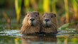 A curious baby beaver emerges from the water, sits on its haunches and looks at the world around it. A adult beaver and two kits on a riverbank. big beaver in a river outlet gnawing on a branch.