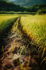 Sticker - A picture of a grass field with a dirt path running through it. Suitable for various outdoor themes and nature-related projects