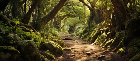 Aufkleber - Mysterious path full of roots in the middle of wooden coniferous forrest surrounded by green bushes and leaves and ferns found in Corse France. Creative Banner. Copyspace image