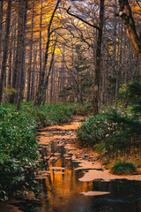 Wall Mural - nature landscape of water stream river flowing in beautiful summer mountain with tree forest backgro