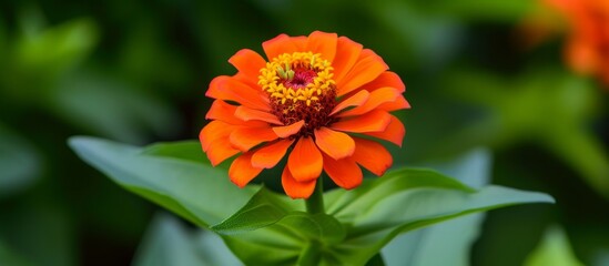 Wall Mural - A macro photograph of a common zinnia flower, with orange petals and a yellow center, surrounded by green leaves. Common zinnia belongs to the daisy family and is an annual flowering plant.