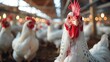 White chicken farm with eggs on farm. modern feeding hens in cages. industrial farm. feeding. Generative AI.