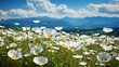 A scenic view of a field filled with white flowers stretching towards distant mountains.
